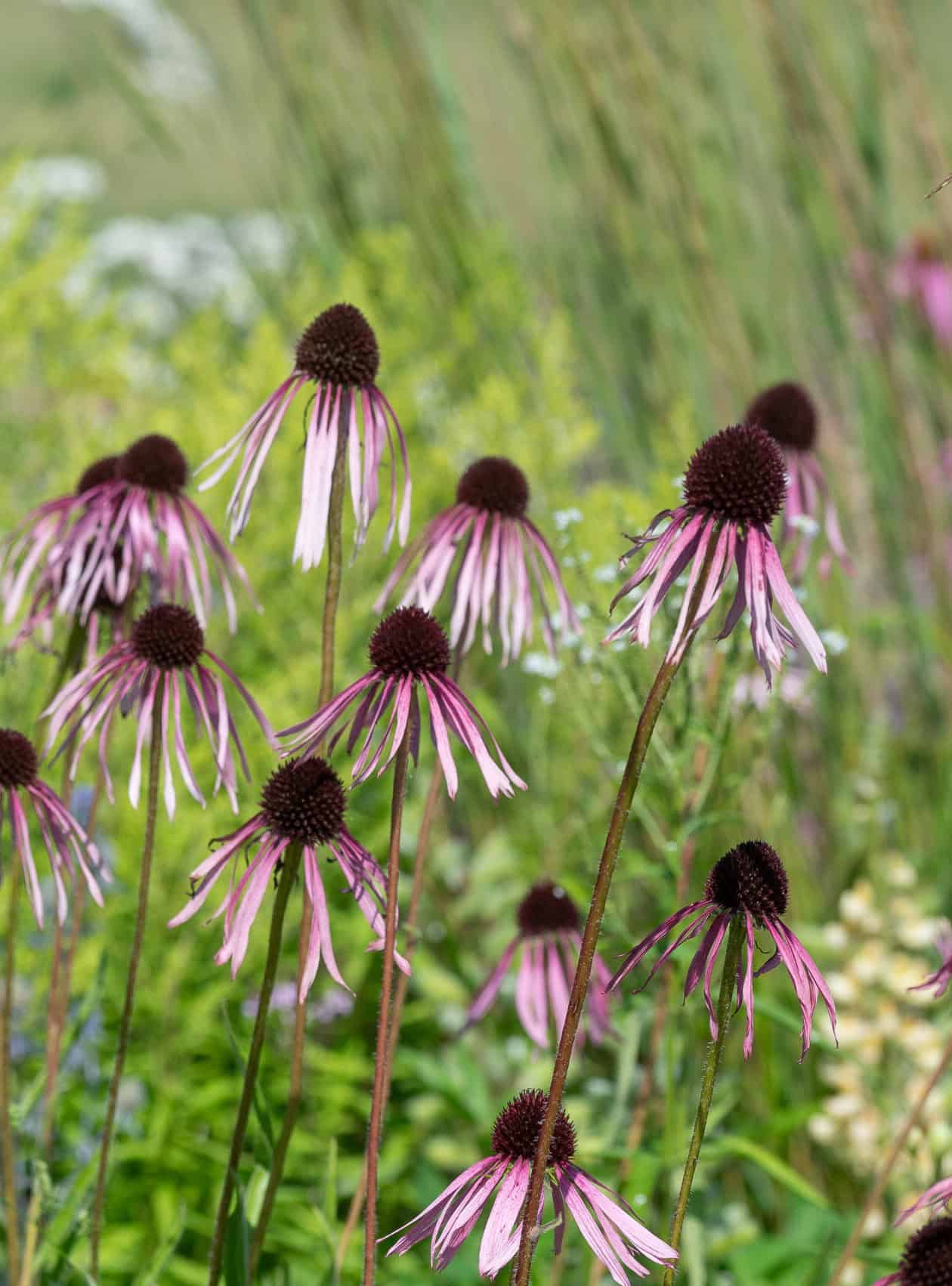 Echinacea pallida