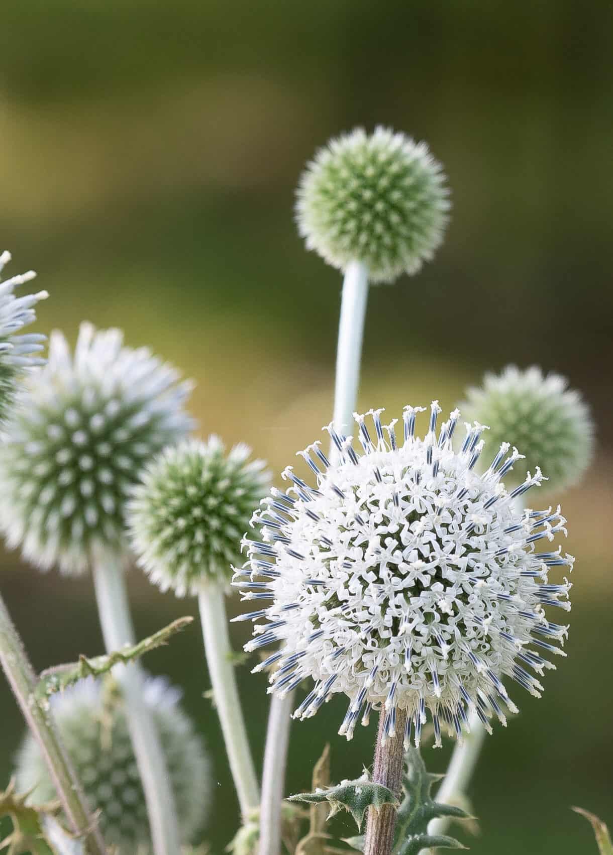 Echinops bannaticus