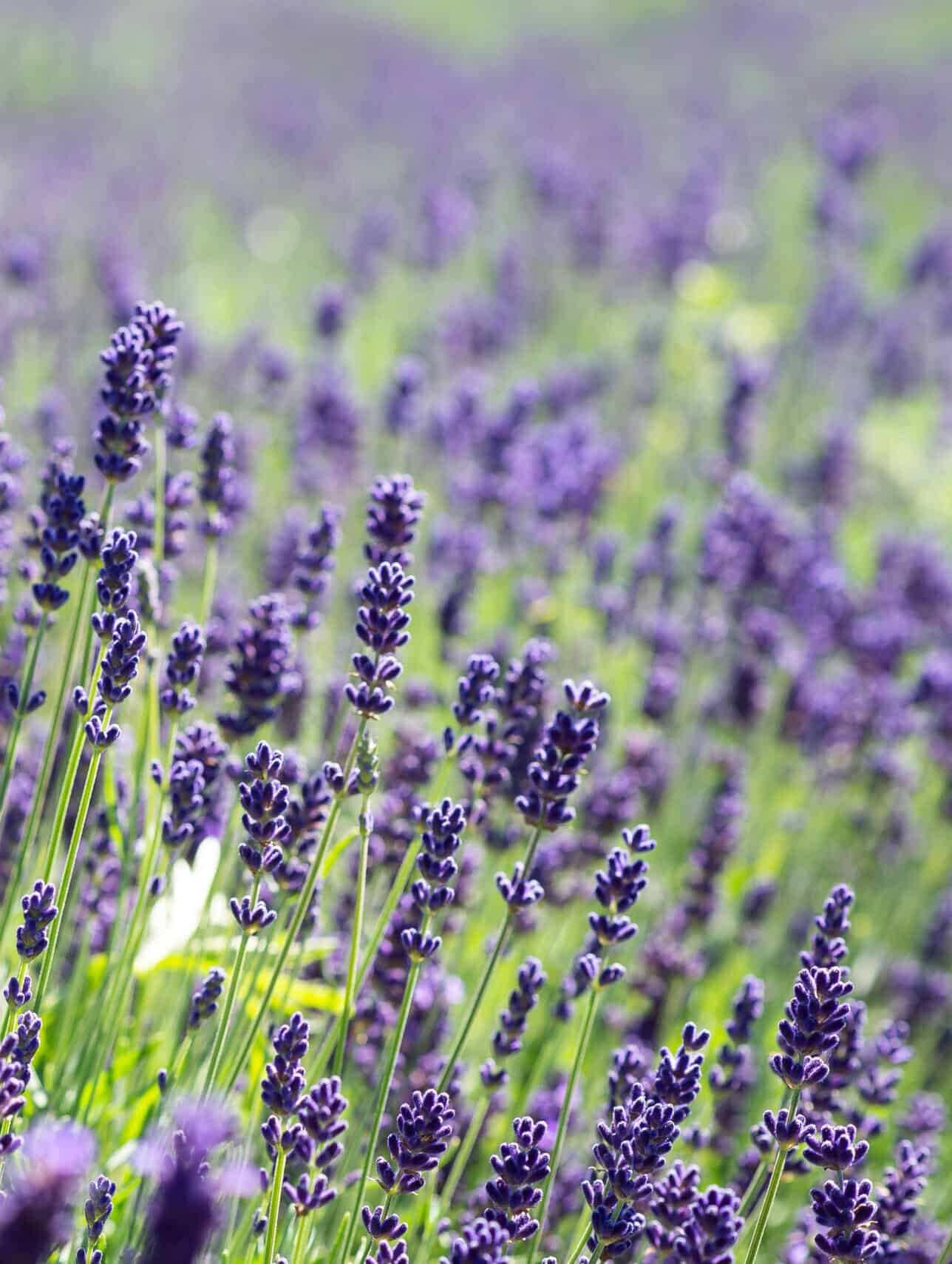 Lavandula ‘Munstead’