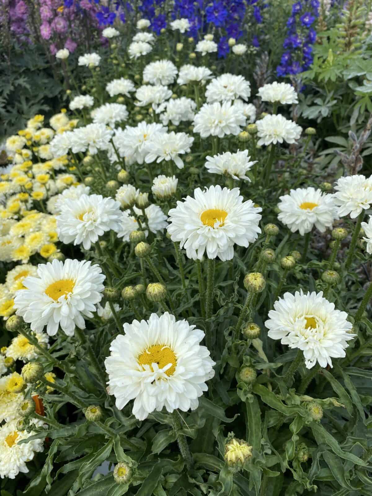 Leucanthemum Victorian Secret
