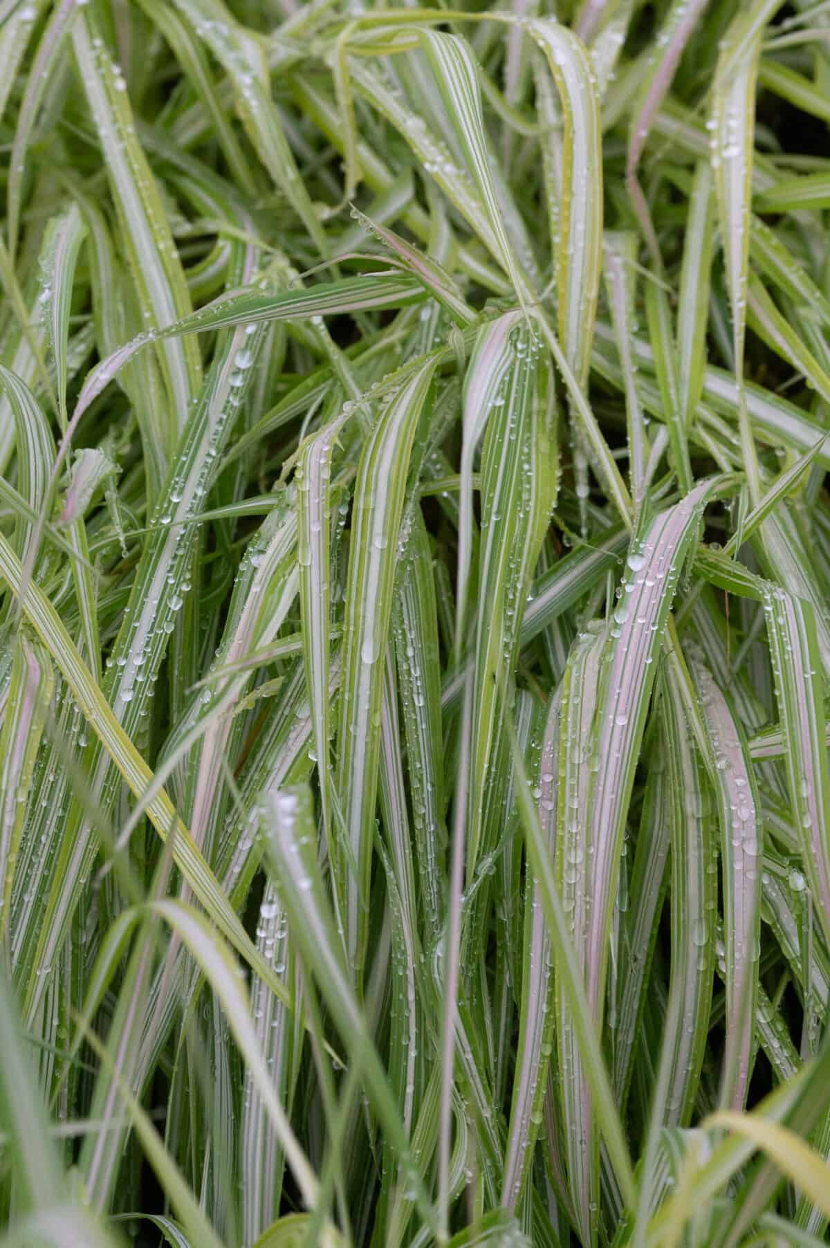Phalaris Strawberry and Cream