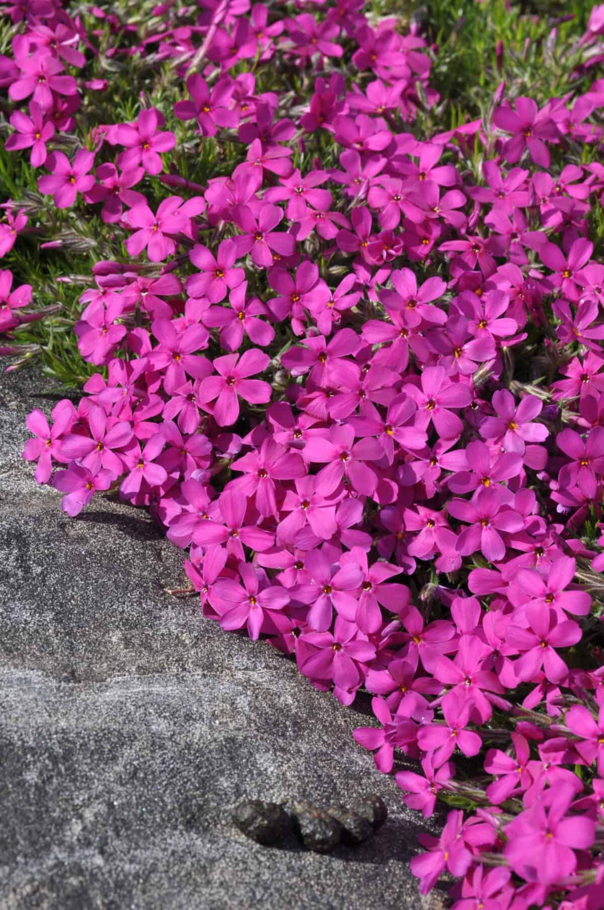 Phlox Ochsenblut
