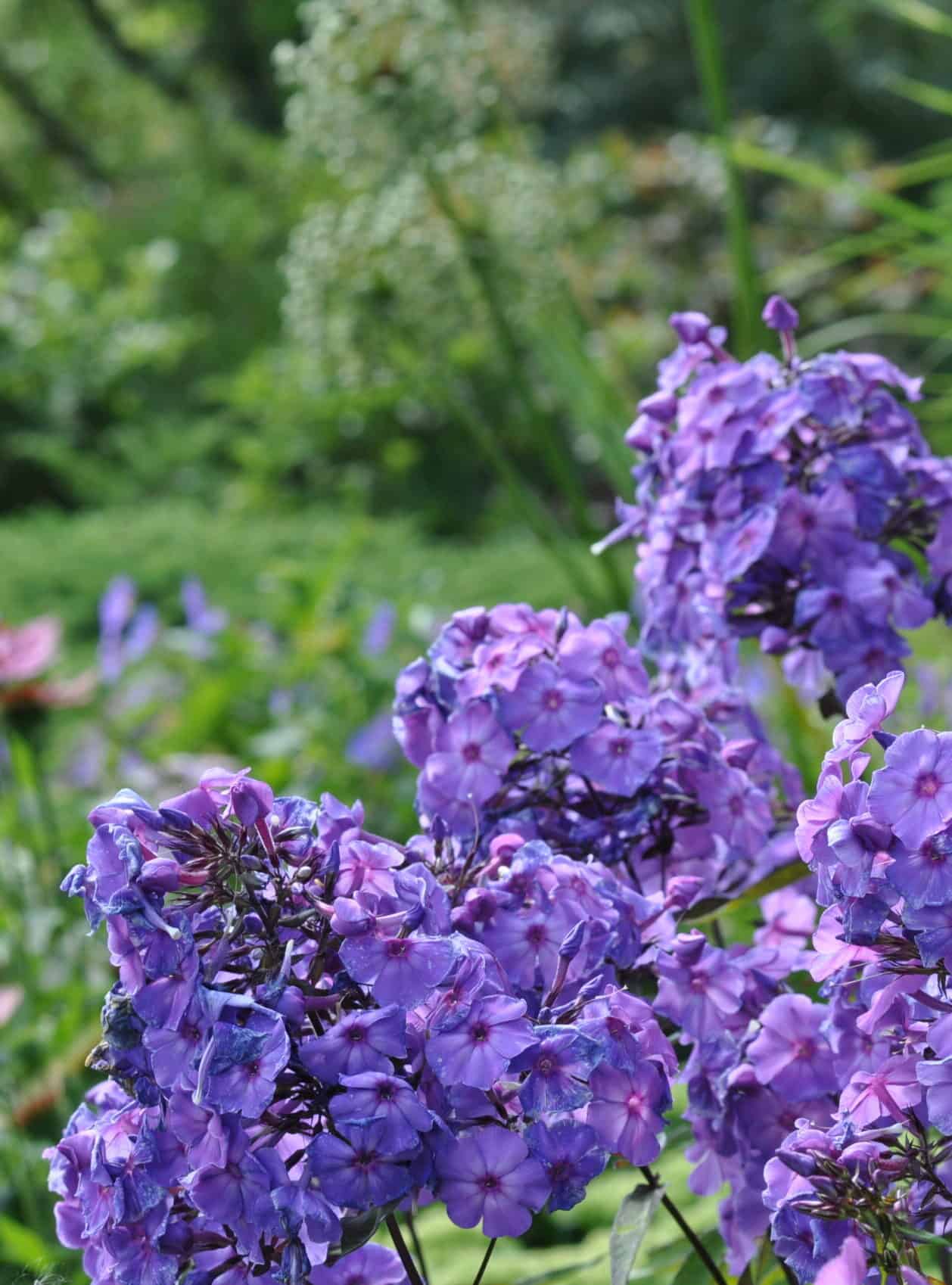 Phlox paniculata 'Blue Paradise'