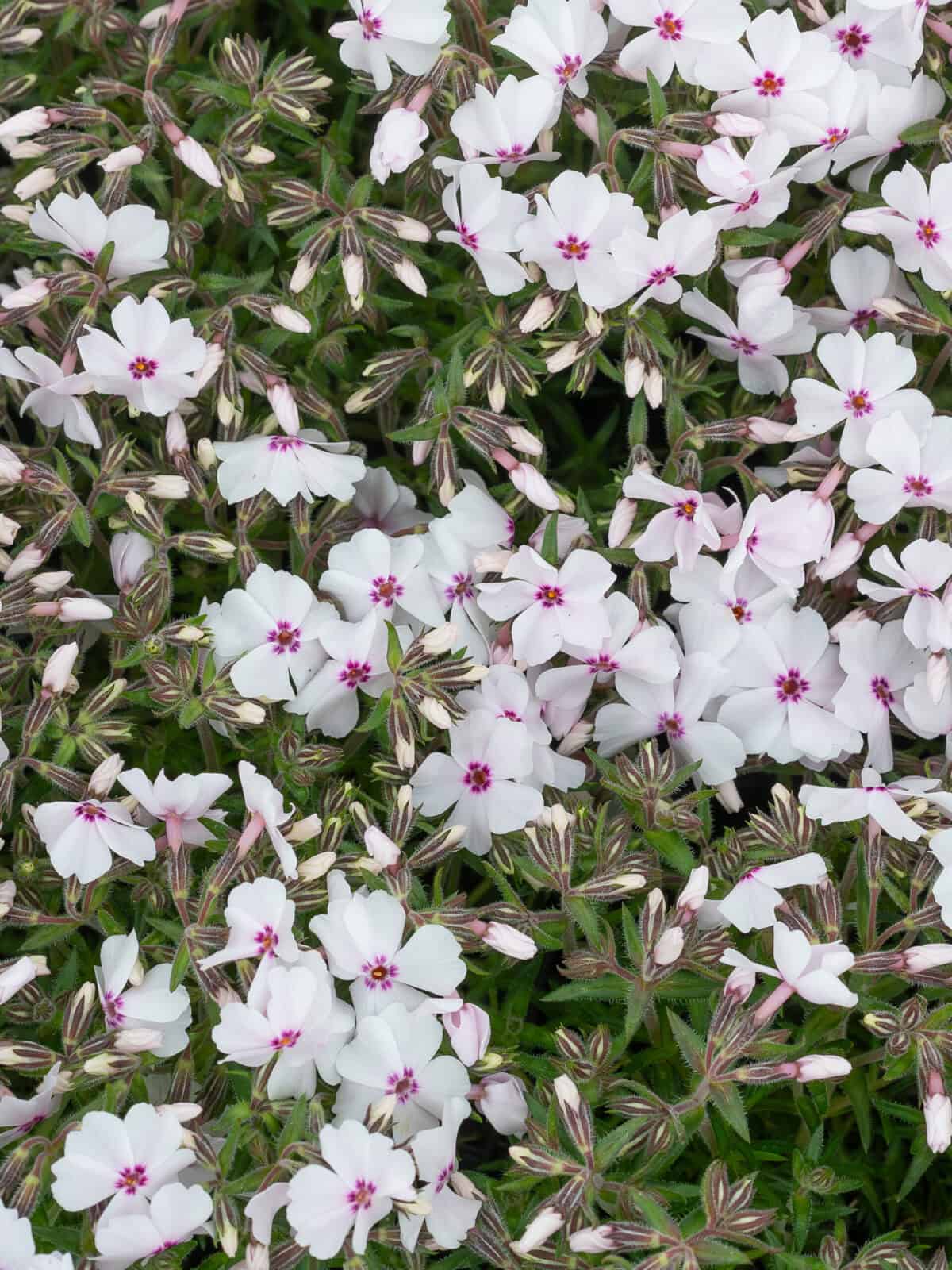 Phlox subulata Amazing Grace