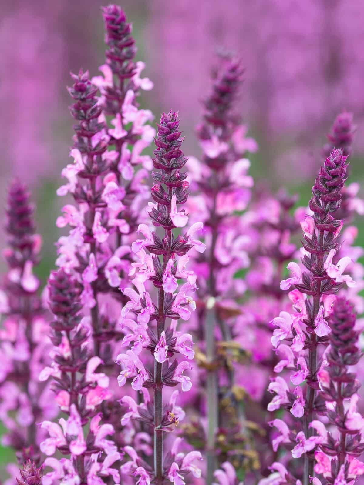 Salvia nemorosa ‘Sensation Deep Rose’