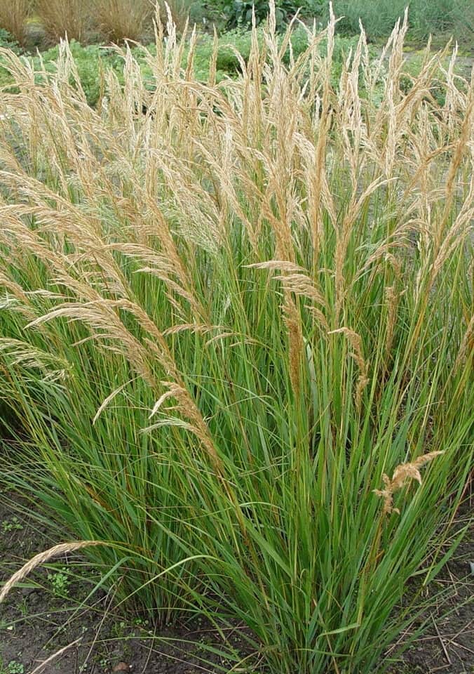 Stipa-Allgau
