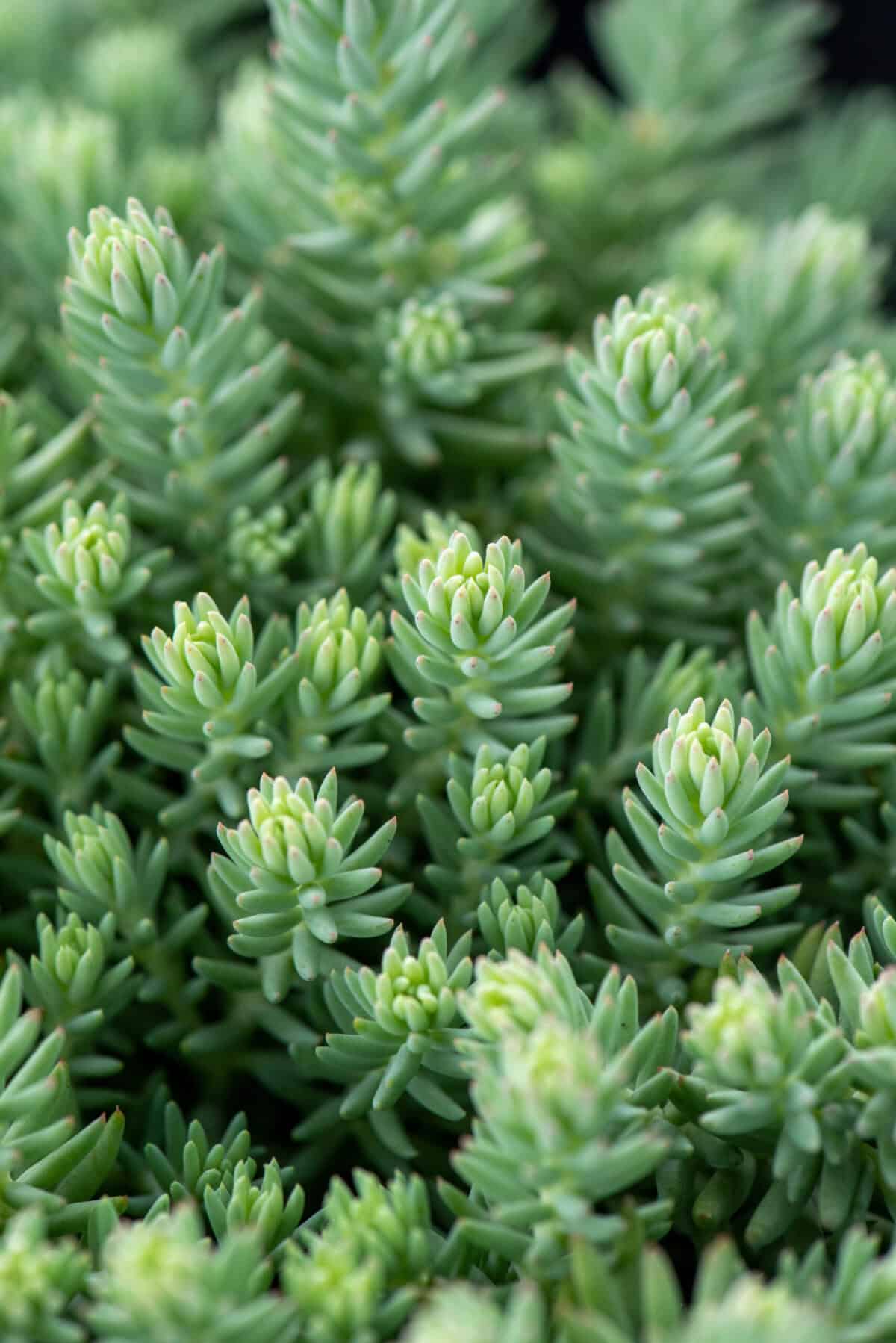 Sedum reflexum 'Blue Spruce'