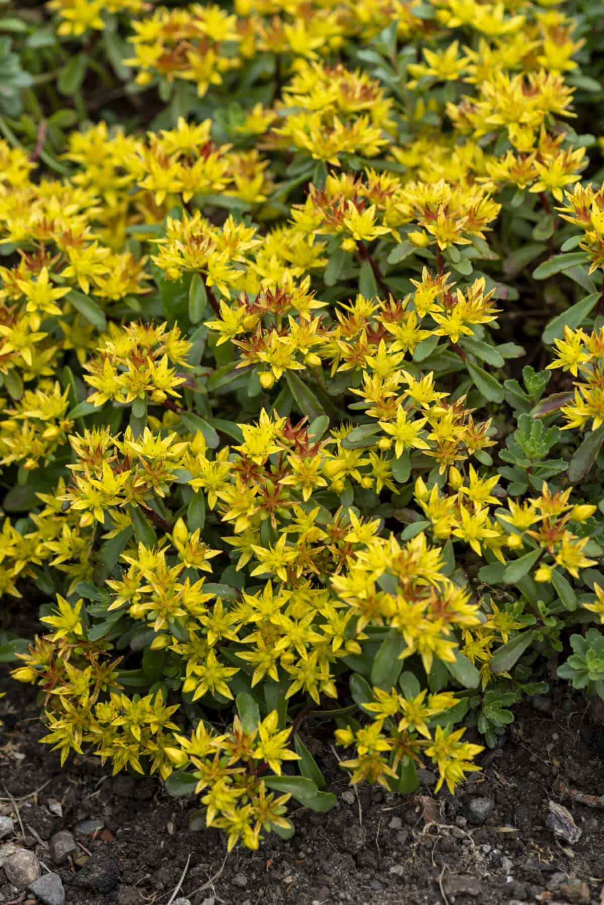 Sedum kamtchaticum var.floriferum 'Weihenstephaner Gold'