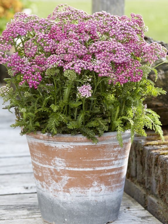 Achillea millefolium 'Milly Rock Rose'