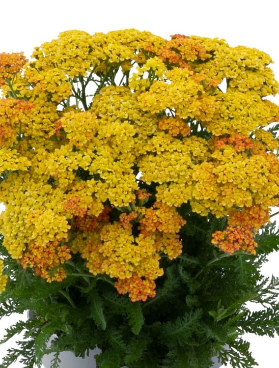 Achillea millefolium 'Milly Rock Yellow Terracotta'