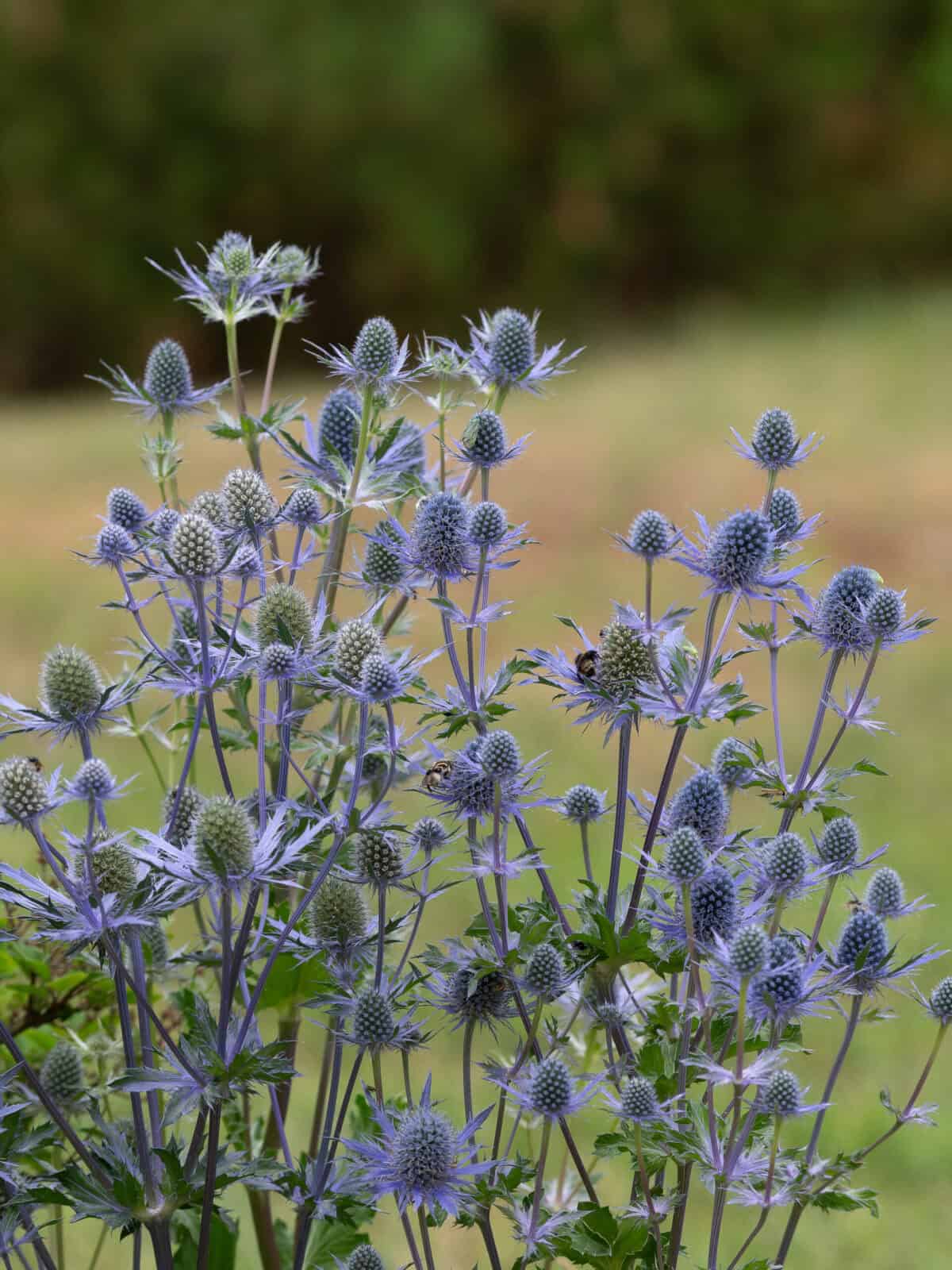 Eryngium