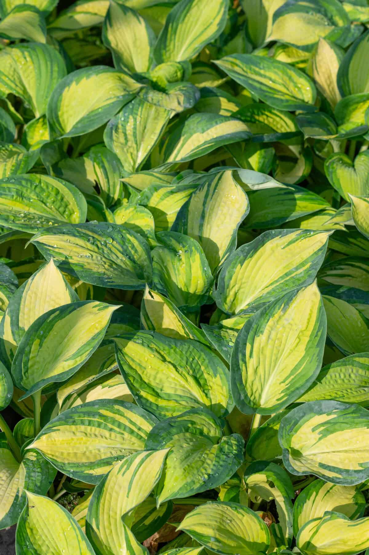 Hosta Great Expectations
