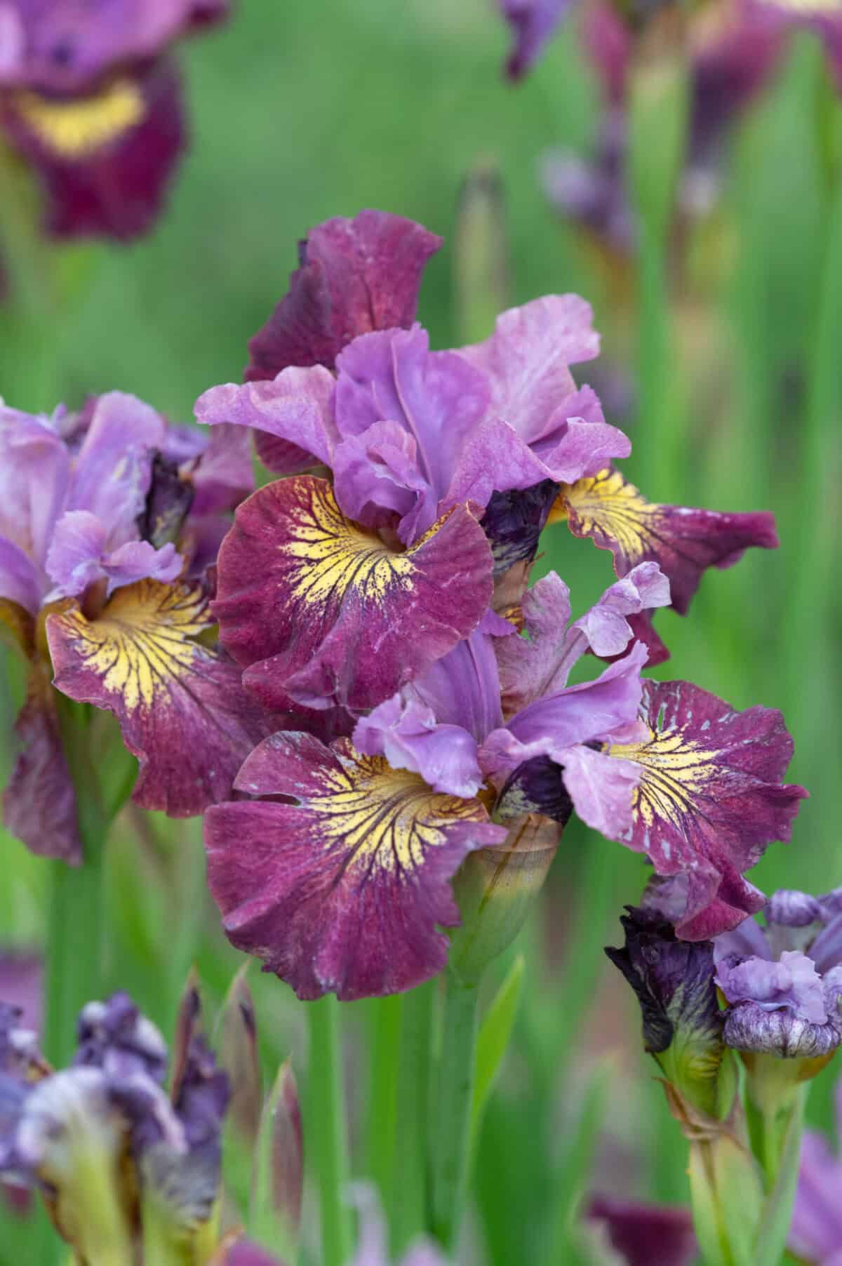 Iris
