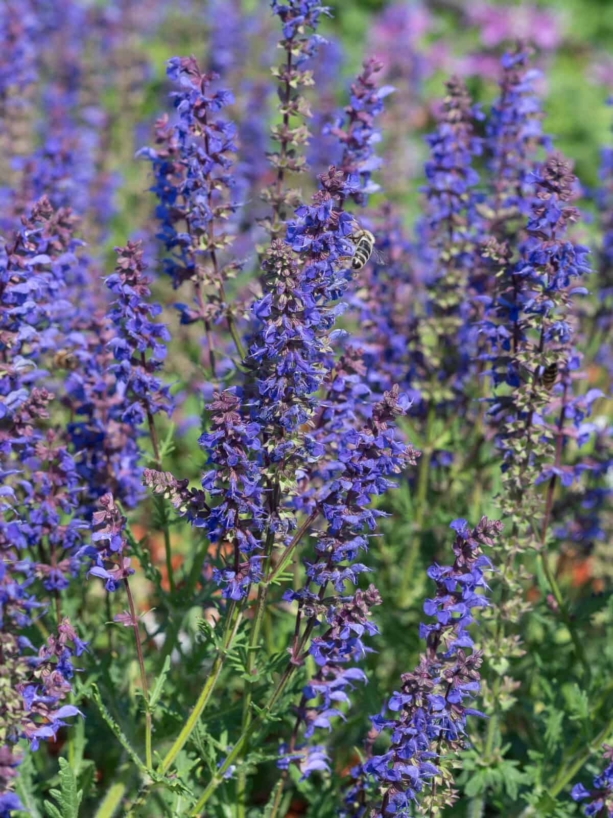 Salvia hybrida Carina