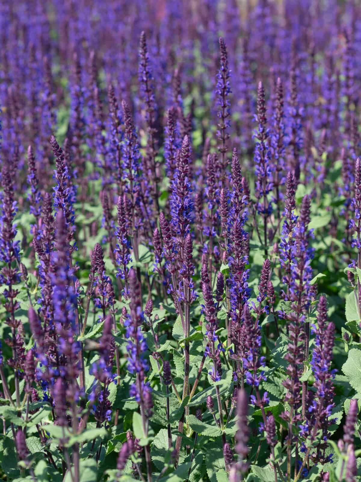 Salvia nemorosa 'Caradonna Compact'