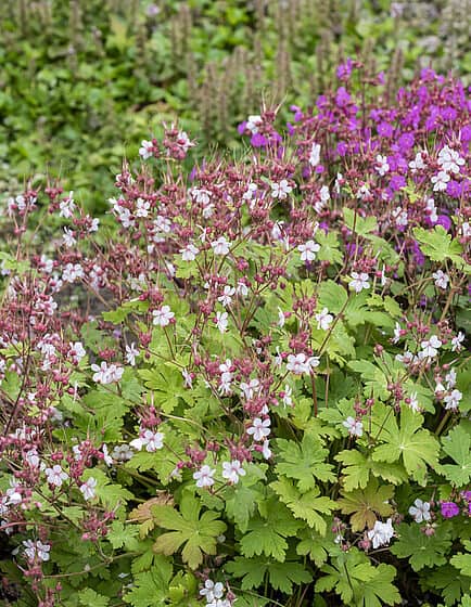 Geranium macrorrhizum 'Spessart'