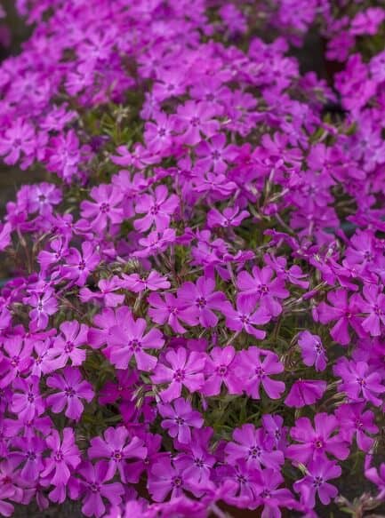 Phlox subulata  'Spring Purple'
