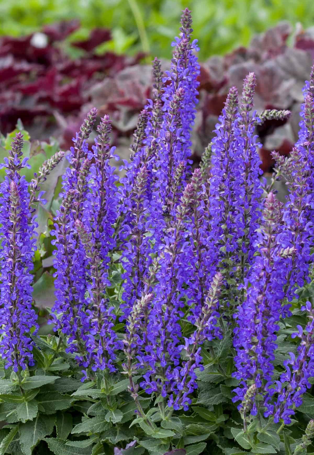 Salvia nemorosa 'Rianne'