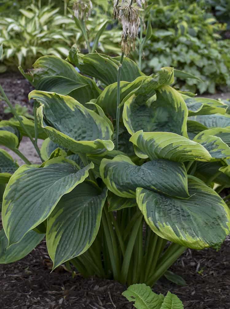 Hosta 'Shadowland® Wu La La'
