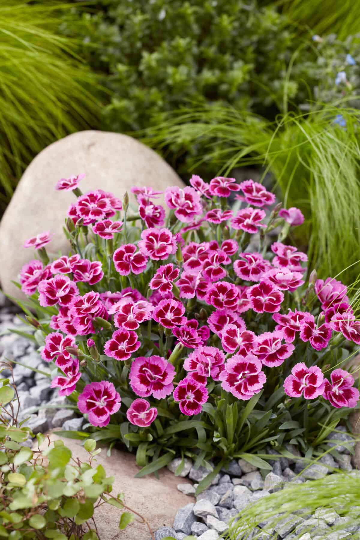 Dianthus Picture Perfect
