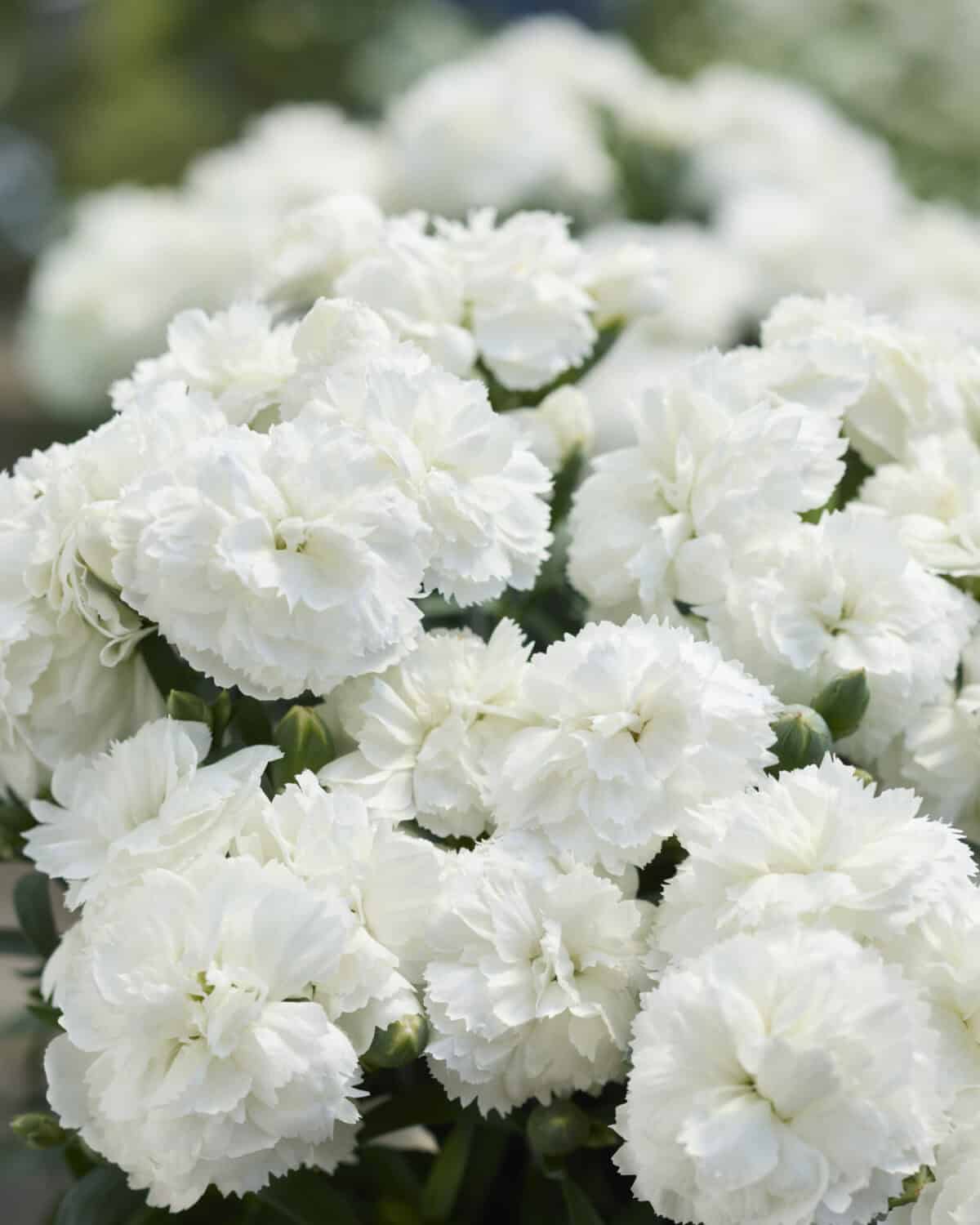 Dianthus Sunflor Emily