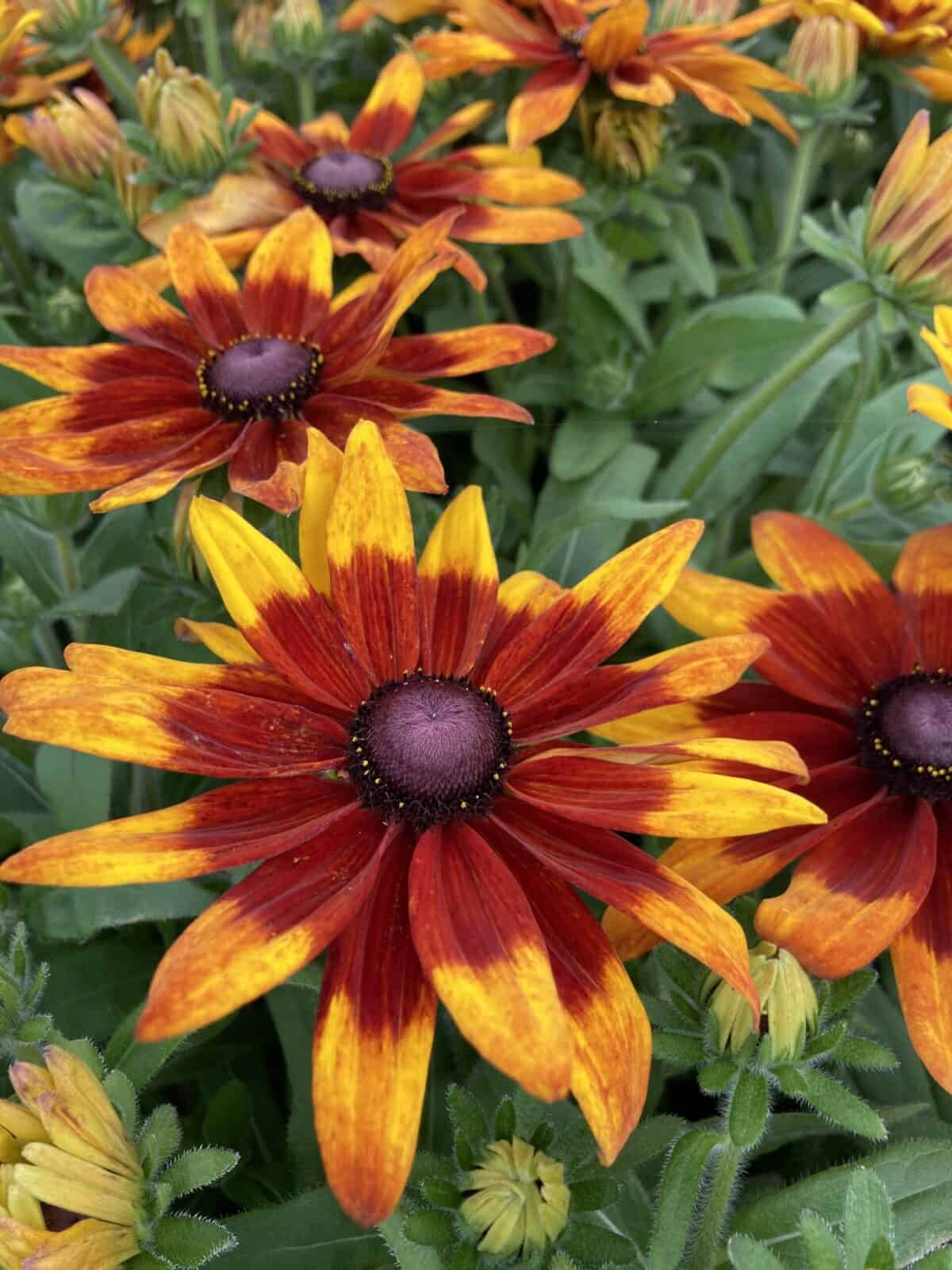 Rudbeckia-Sunbeckia-Mia