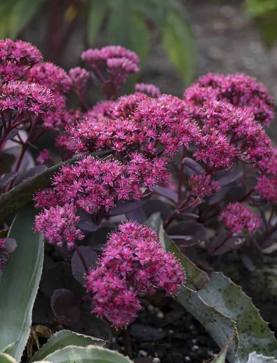 Sedum hybridum 'Superstar'®