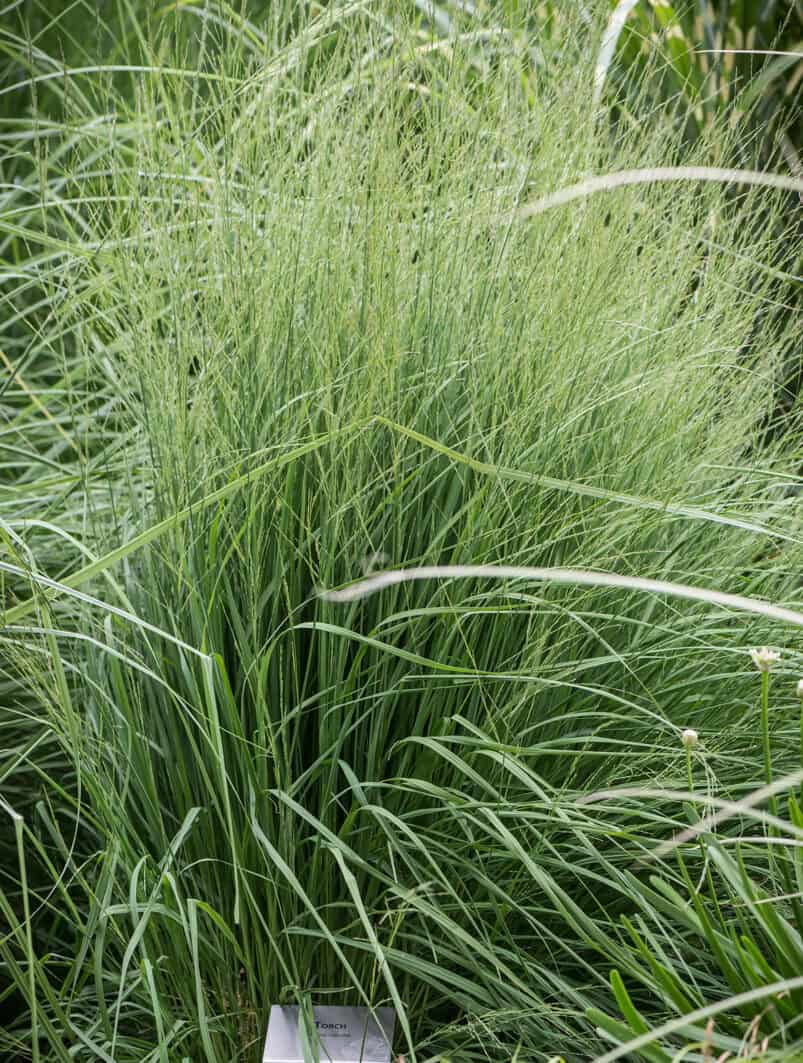 Molinia caerulea 'Torch'