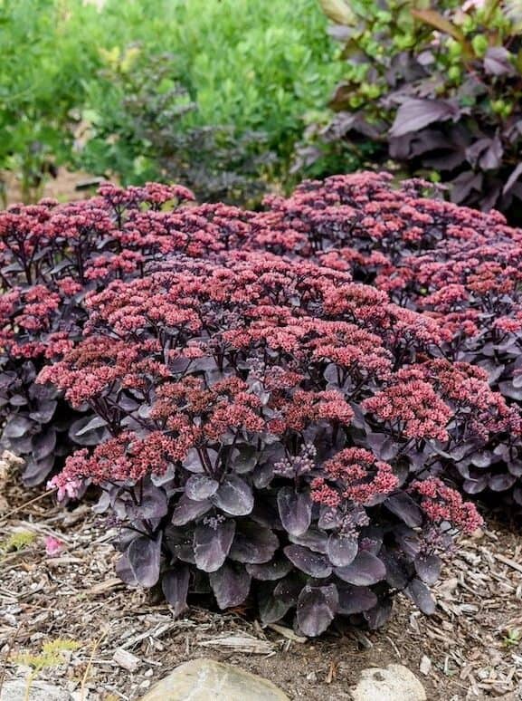 Sedum spectabile 'Black in Black'®